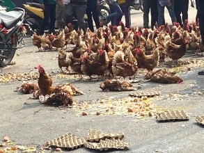 जिउँदो कुखुरा र अण्डा सडकमा फलेर किसानको विरोध